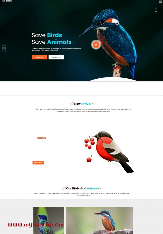 拯救鸟类拯救动物HTML5网站模板
